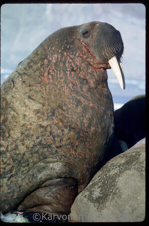walrus
