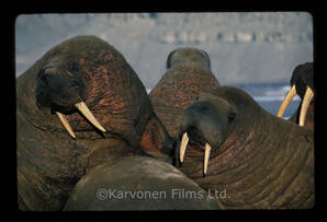 walrus