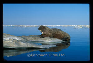 walrus