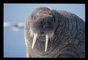 walrus