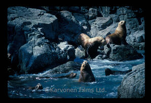 Steller and California sea lions