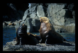 Steller? and California sea lions