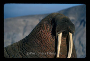 walrus