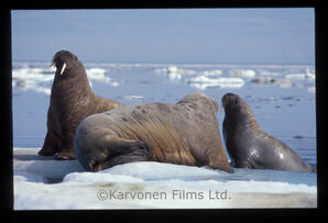 walrus