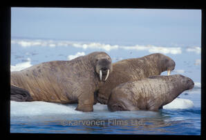 walrus