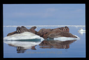 walrus