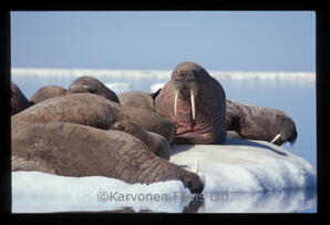 walrus