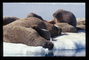 Walrus
