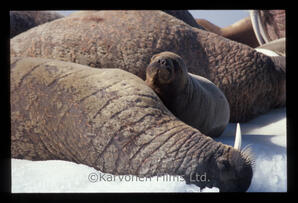 Walrus