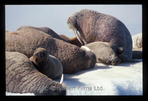 Walrus