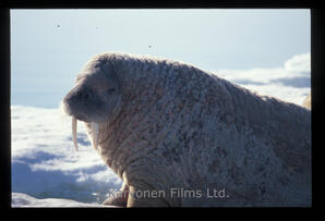 Walrus