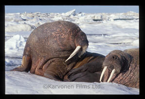 Walrus