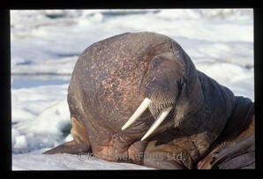 Walrus