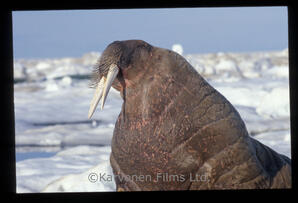Walrus