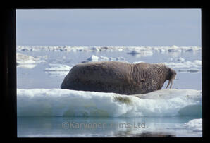 Walrus