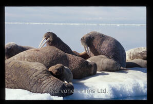 Walrus