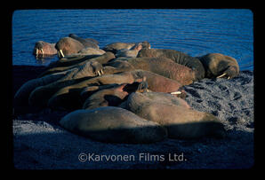 Walrus