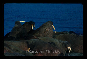 Walrus