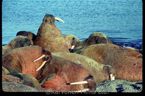 Walrus