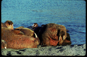 Walrus