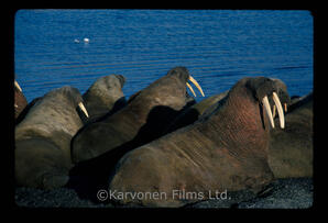 Walrus