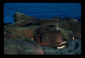 Walrus