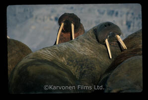 Walrus