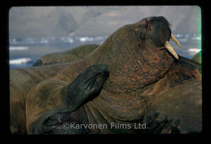 Walrus