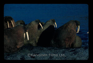 Walrus