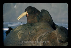 Walrus
