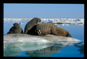 Walrus