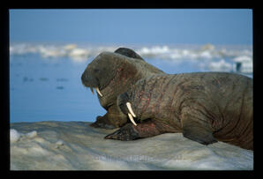 Walrus