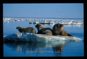 Walrus