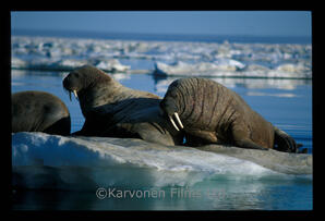 Walrus