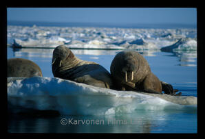 Walrus
