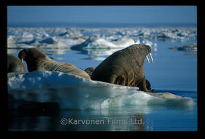 Walrus