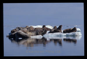 Walrus