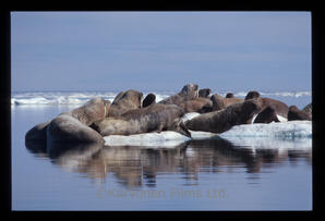 Walrus