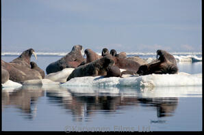Walrus