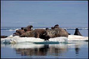 Walrus