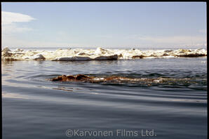 Walrus