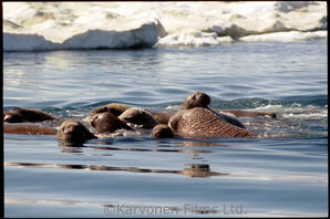 Walrus