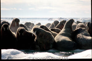 Walrus
