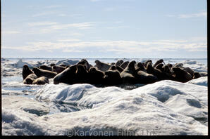Walrus