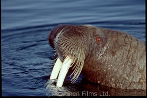 Walrus
