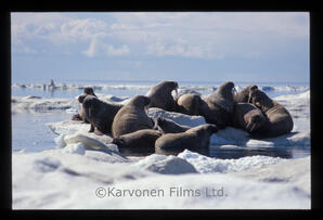 Walrus