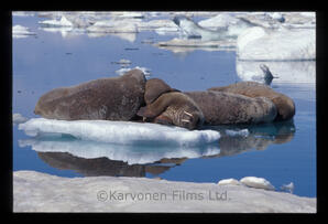 Walrus