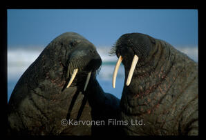 Walrus