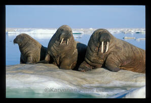 Walrus