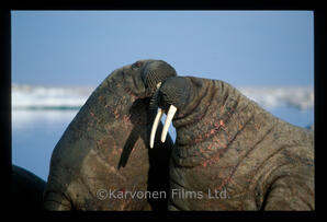 Walrus